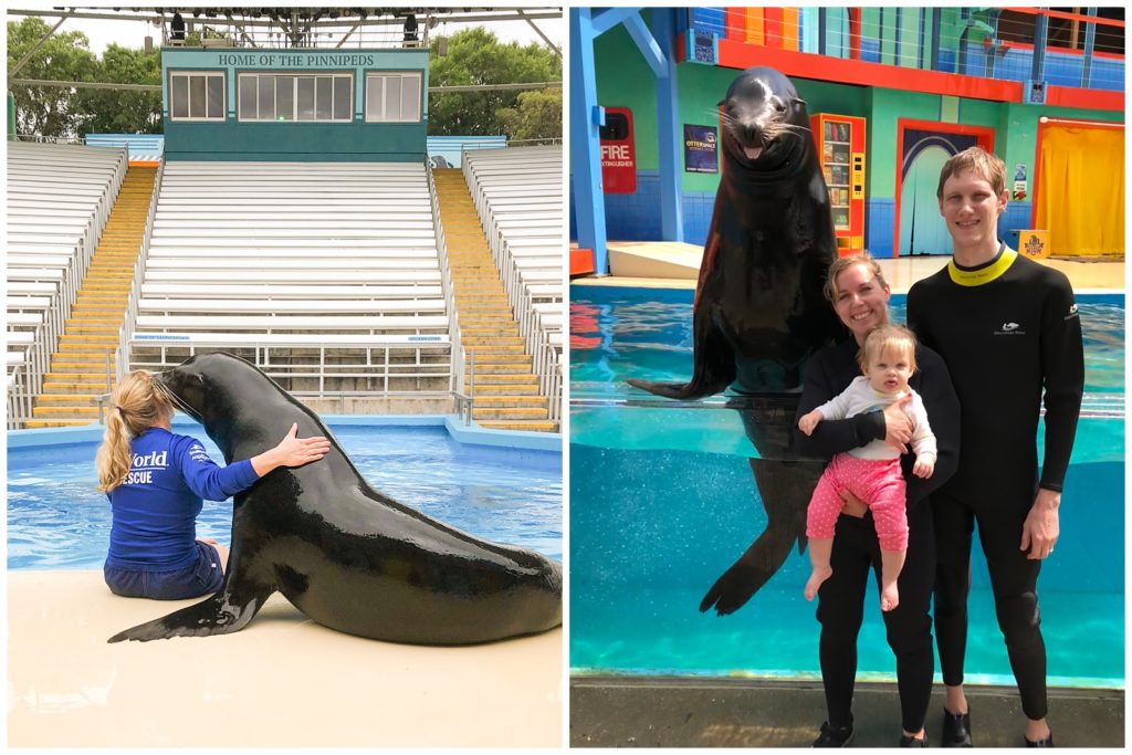 Hugging Sea Lion, Sea Lion and Family