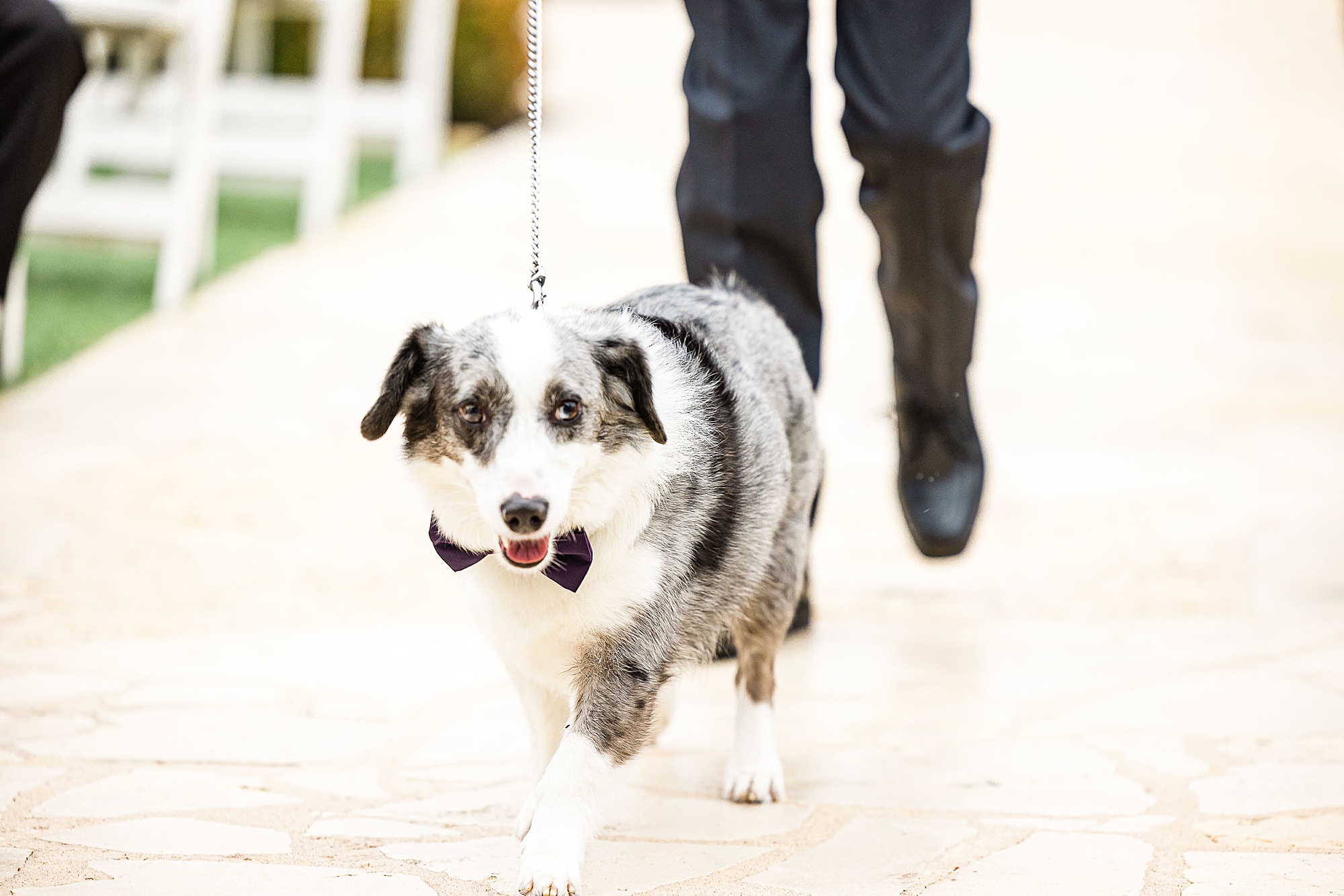 ring bearer dog walks down aisle at outdoor wedding ceremony in Anna Texas
