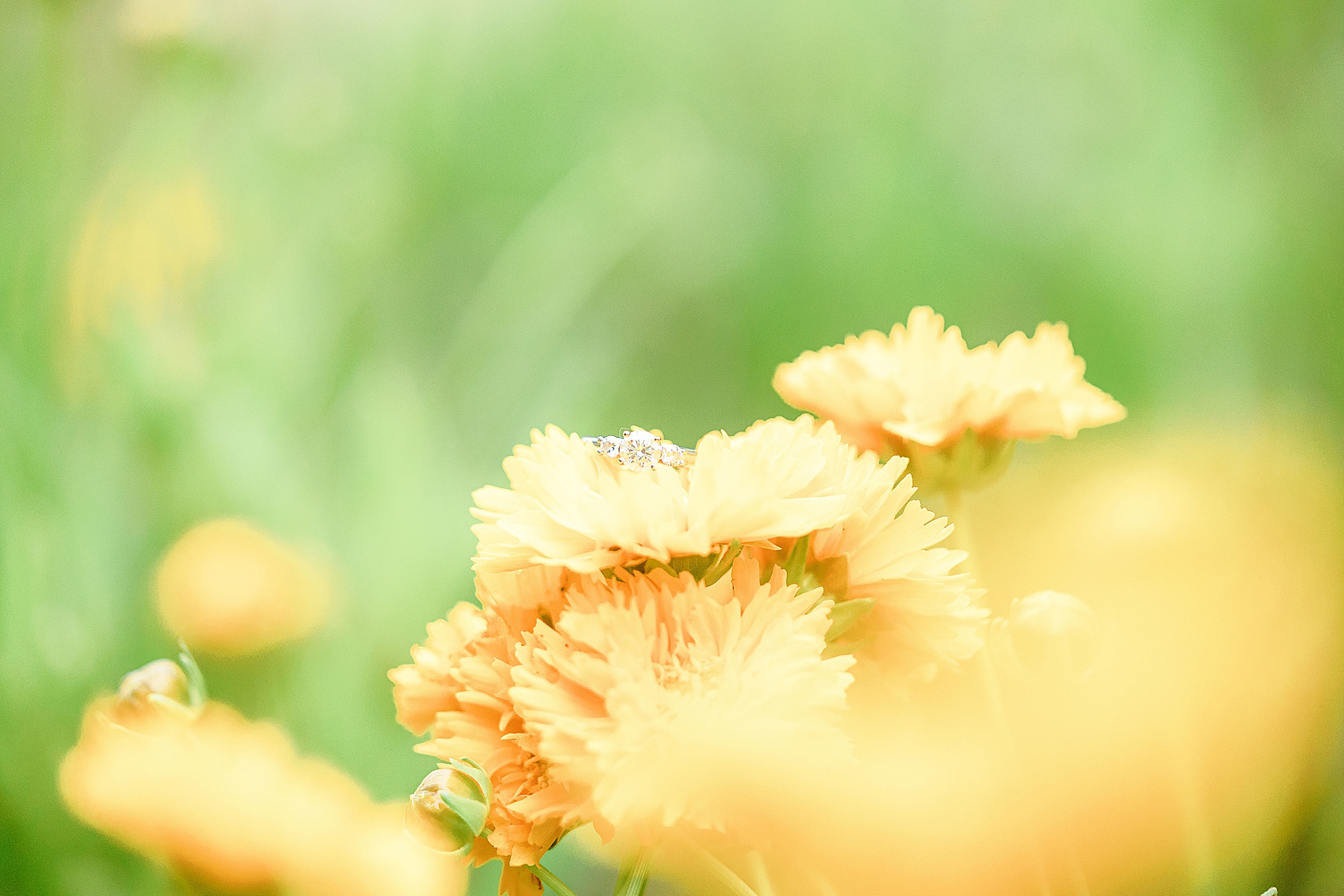 yellow flowers during Katy Trail engagement session