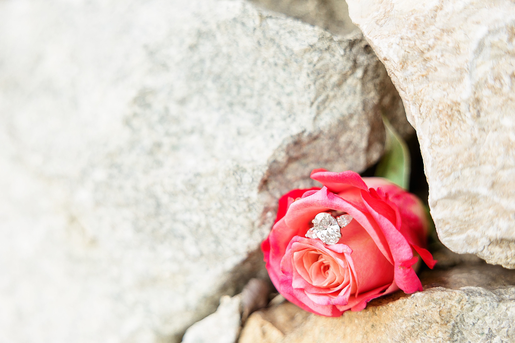 diamond ring on pink rose at Adriatica Village