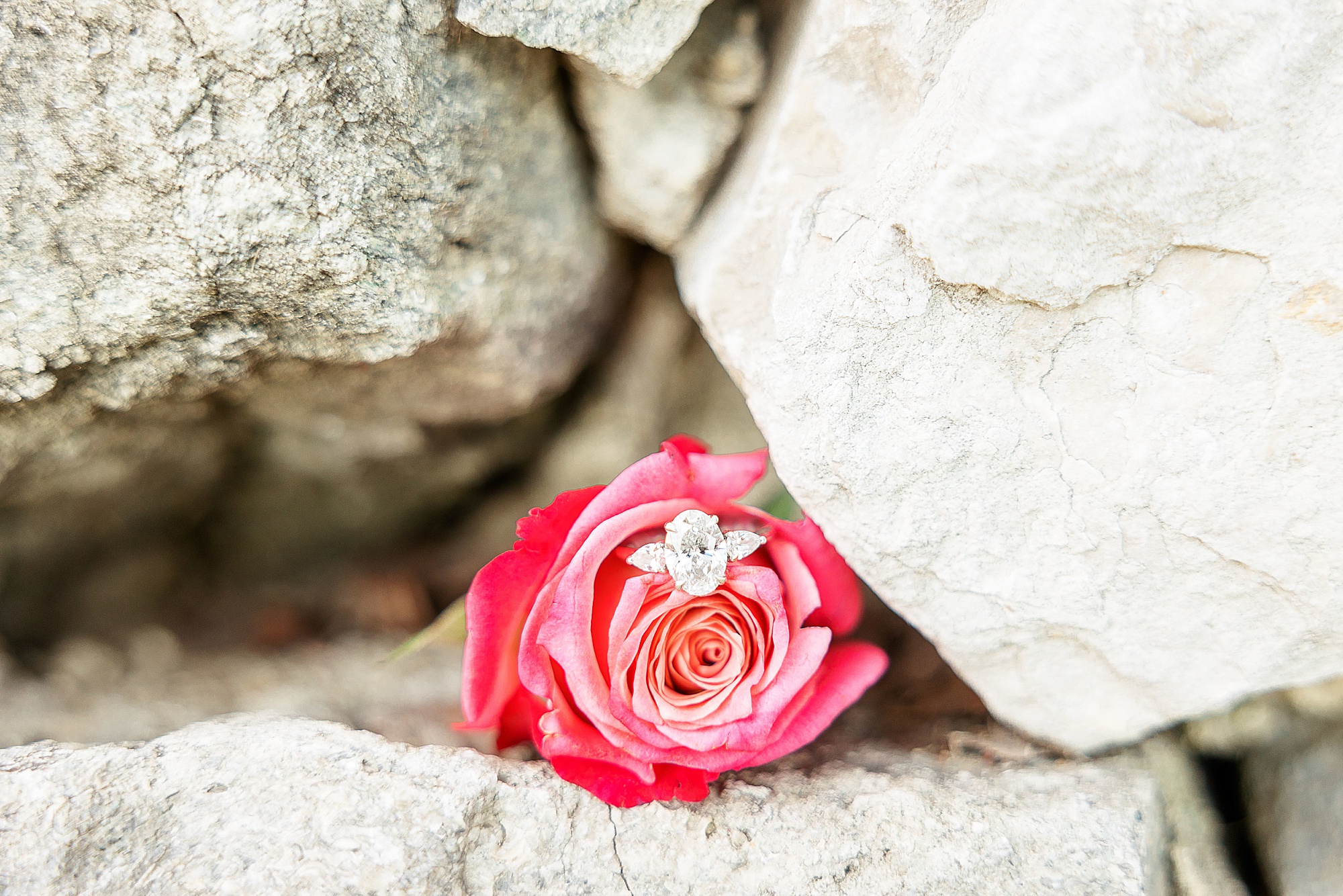 engagement ring rests in pink rose
