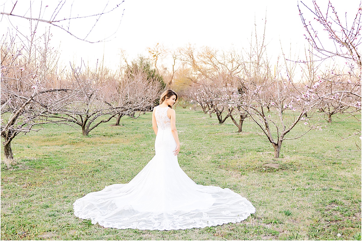Bride with chapel length train lace dress in peach orchard with peach blossoms at bridal session