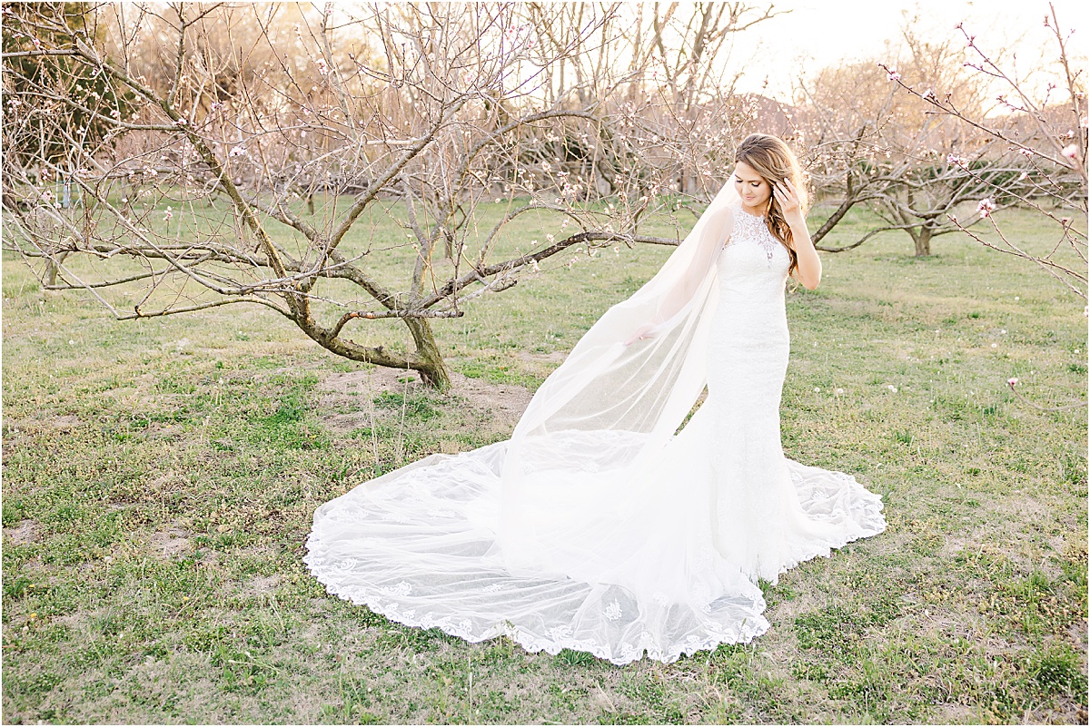 bride with chapel length train holding cathedral length veil in peach orchard